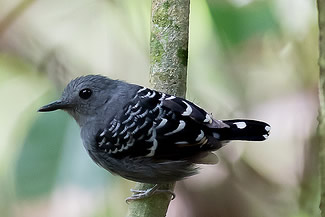 Schubrug-miervogel - Hylophylax poecilinotus Schubrug-miervogel - Hylophylax poecilinotus